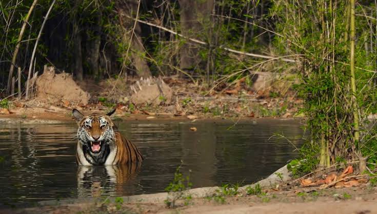Best Bandhavgarh & Kanha Safari Tour 2026 – Into the Wild
